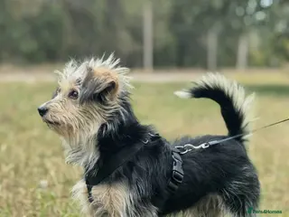 Norfolk Terrier dogs TOSHI – Male Norfolk Terrier - Advert 5