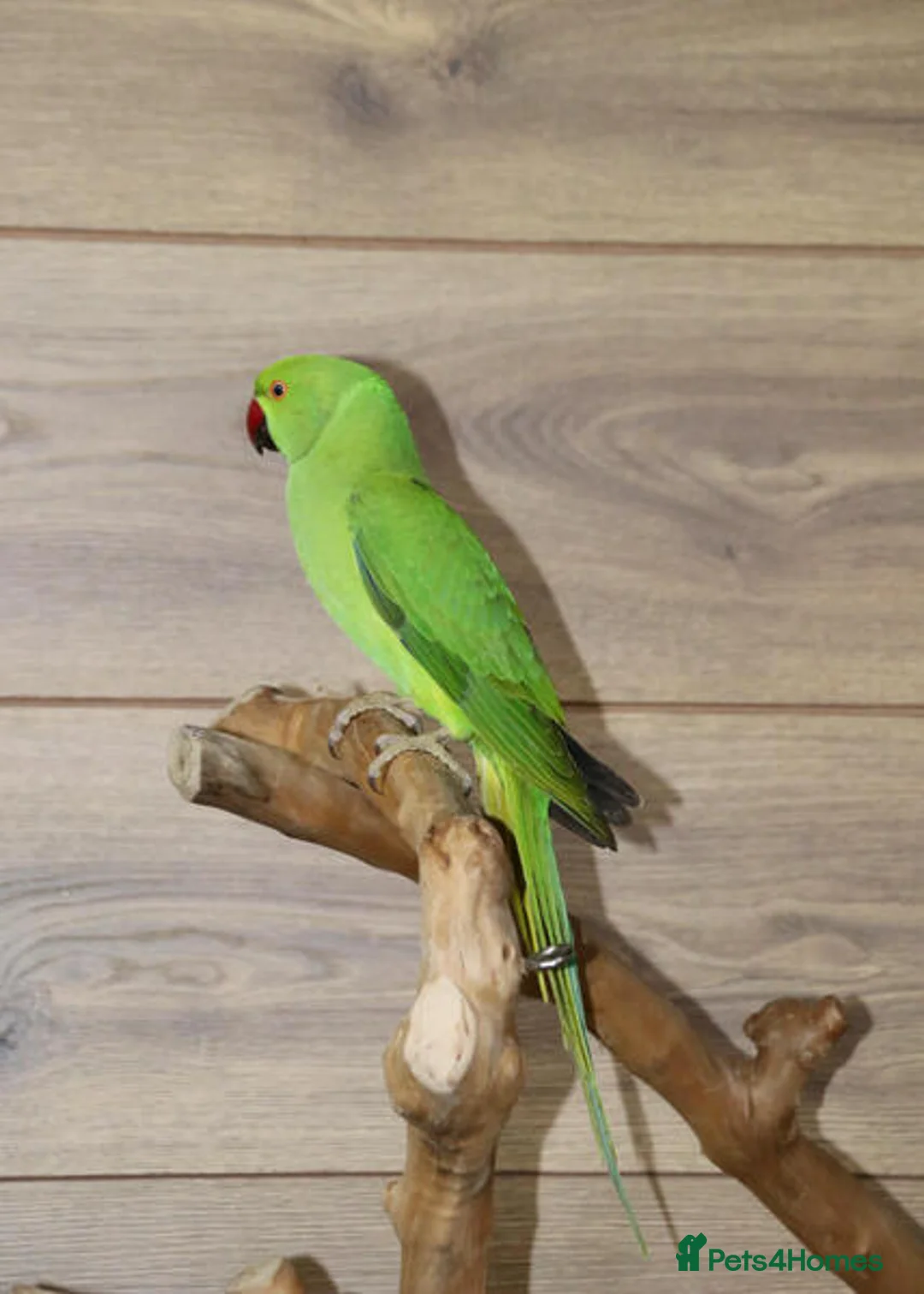 Parrots birds for sale: Smart Talking Parrots – Highly Intelligent in Bury - Advert 2