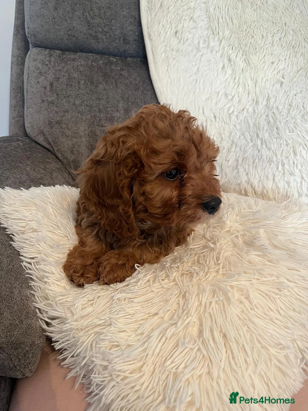 Cavapoo dogs for sale: Outstanding fox red cavapoo puppy - Advert 15