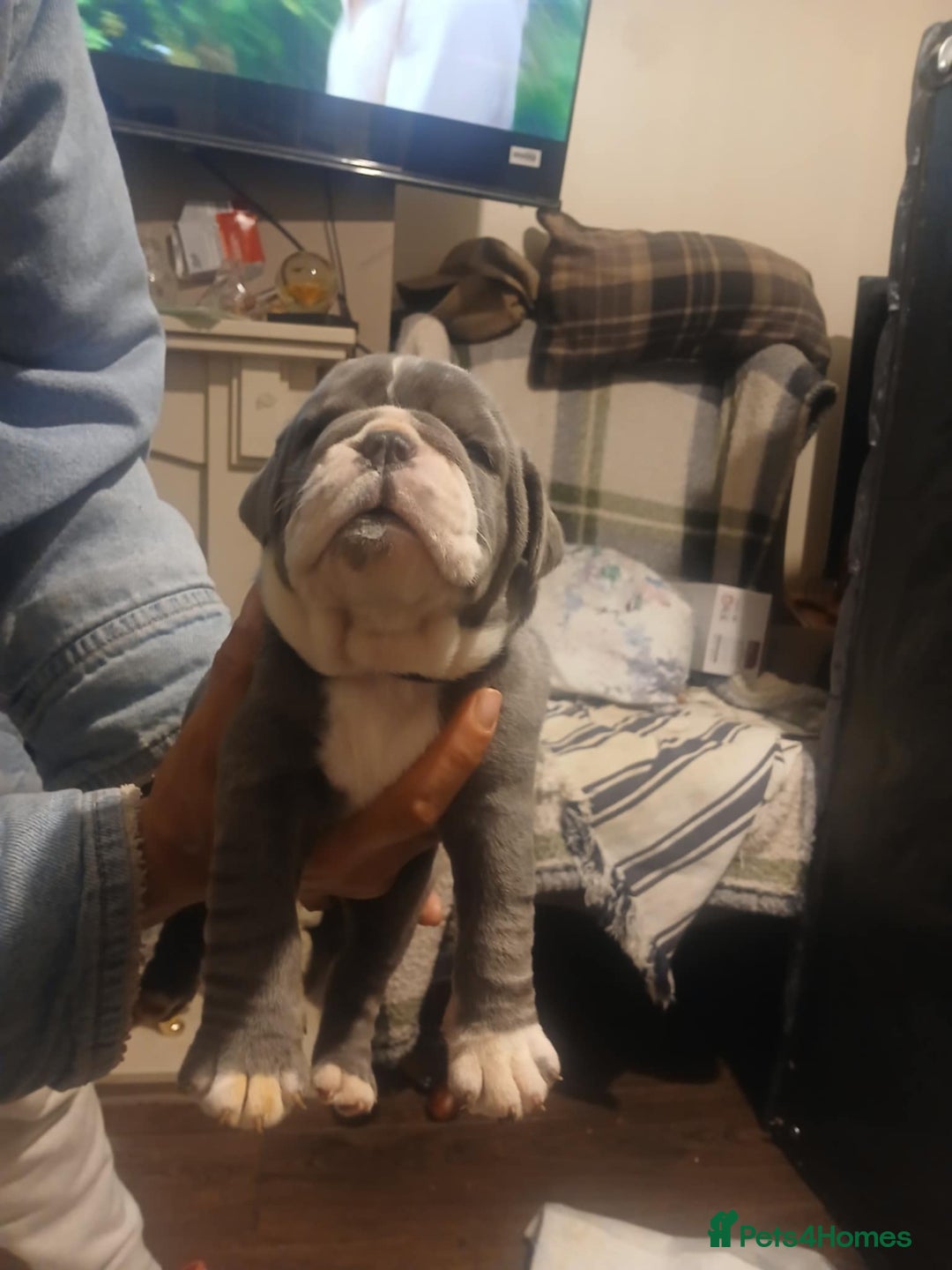 Olde English Bulldogge dogs for sale: Beautiful Litter OLDE ENGLISH BULLDOG  - Image 10