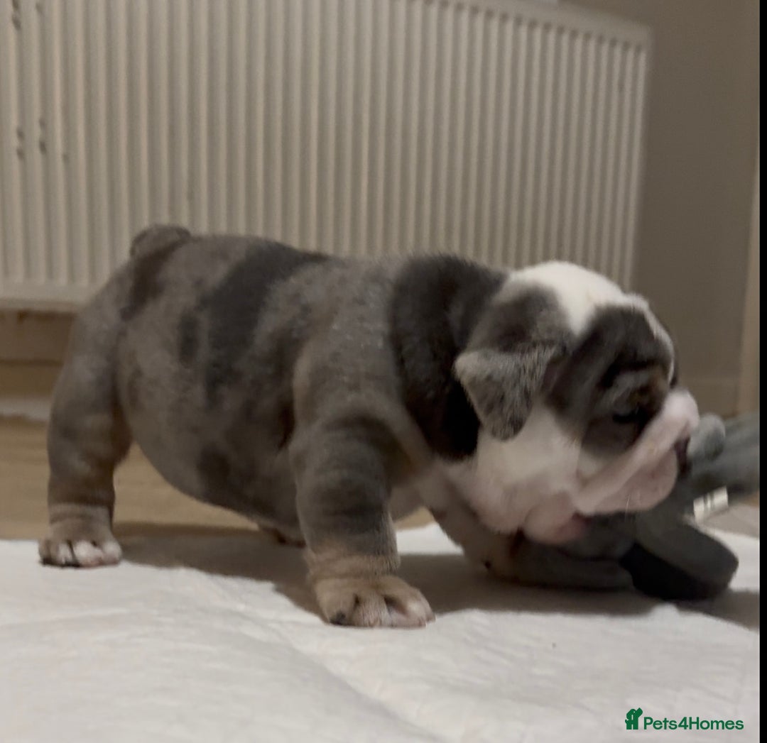 English Bulldog dogs for sale: English bulldog puppies - Advert 24