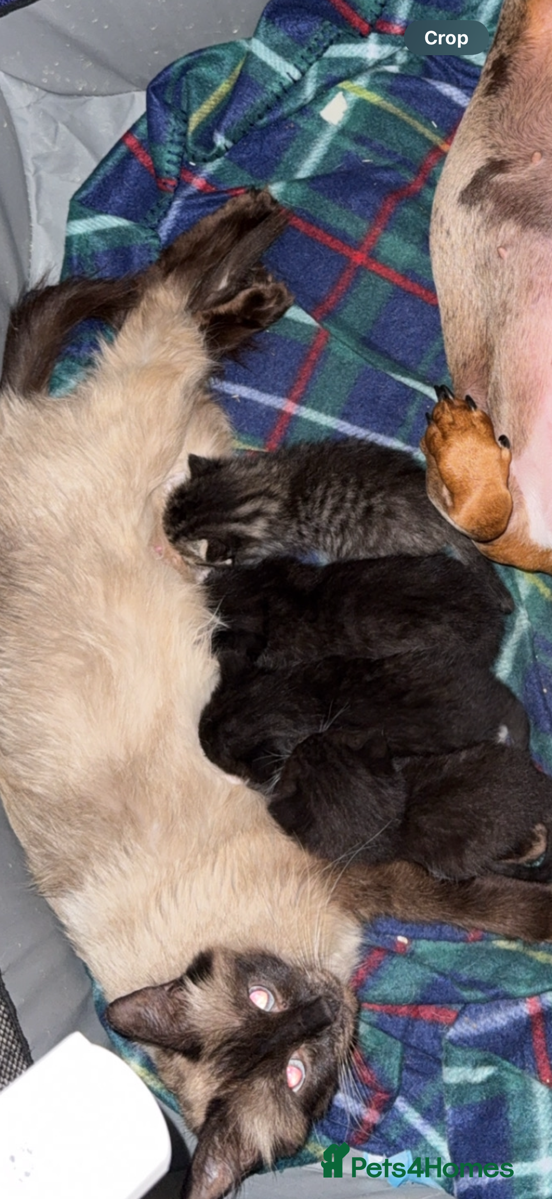 Ragdoll cats for sale: RAGDOLL X FOR SALE  - Image 7