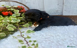 Cocker Spaniel dogs for sale: show type cocker spaniels puppies * ready now  - Image 13
