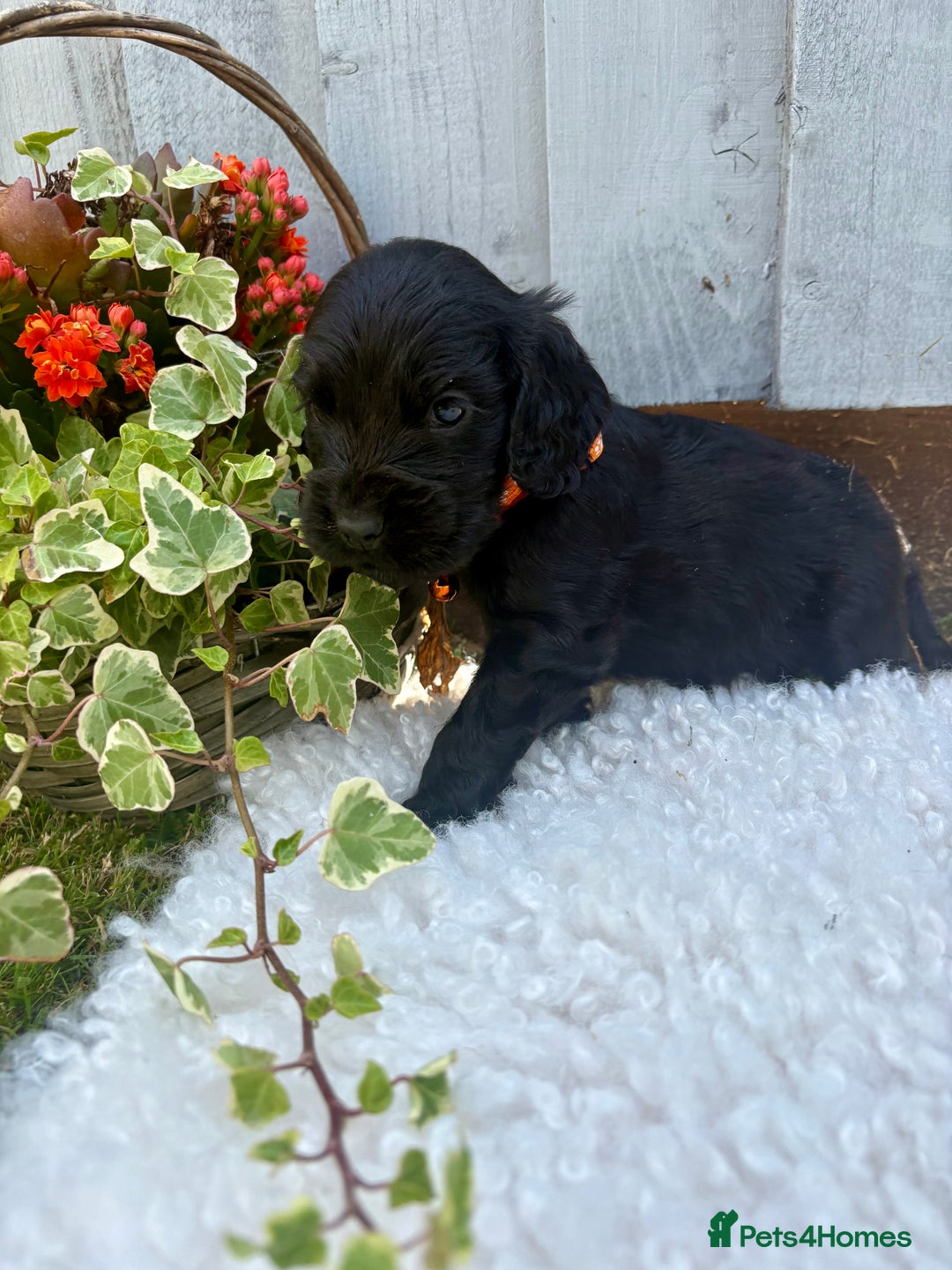 Cocker Spaniel dogs for sale: show type cocker spaniels puppies * ready now  - Image 13