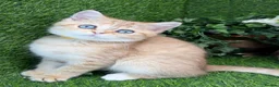 British Shorthair cats for sale: British Shorthair blue eyed adorable kittens GCCF  - Advert 22