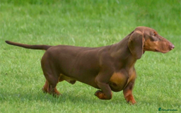 Dachshund dogs for sale: Waiting list now open - Image 8