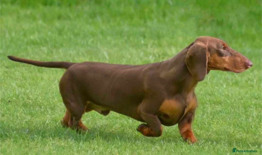 Dachshund dogs for sale: Waiting list now open - Image 8