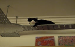 Domestic Shorthair cats for sale: Looking for a Loving Home for Our Sweet Cat 🐾 - Image 6