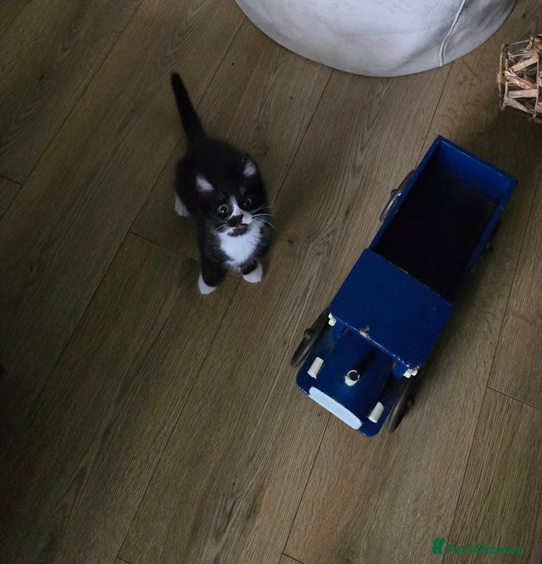 Mixed Breed cats for sale: Three boys looking for forever loving home  - Advert 4