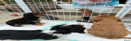Cavalier King Charles Spaniel dogs for sale: Extensively Health Tested Cavilier King Charles  - Advert 6