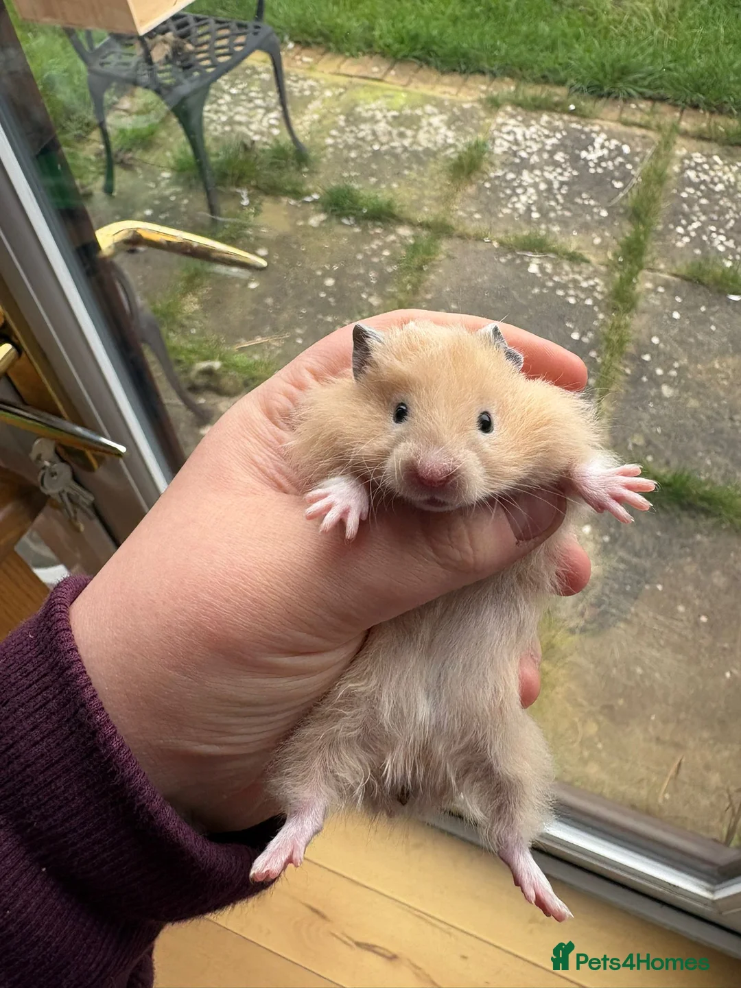 Hamster rodents for sale: Pedigree Syrian hamsters - Advert 2