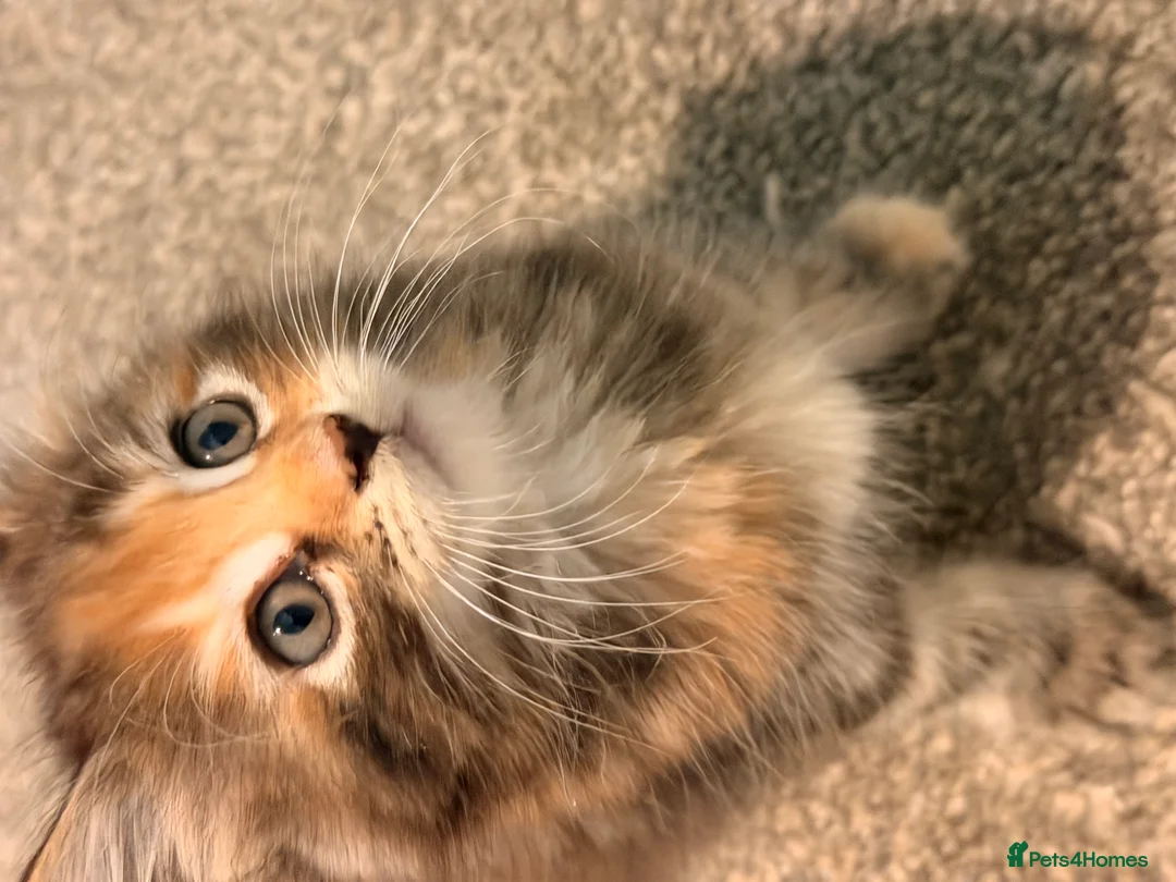 Maine Coon cats for sale: Maine coon kittens - Advert 26