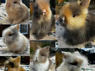 Lionhead rabbits ALL BUNNIES SOLD NEXT LITTER 3 WEEKS - Advert 1