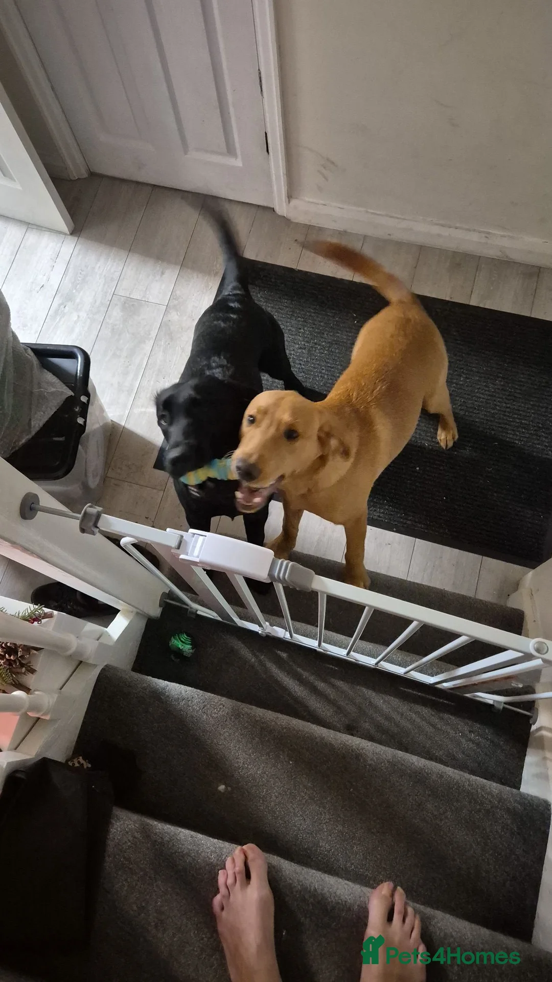 Labrador Retriever dogs for sale: Adorable Labrador puppies for sale - Advert 18
