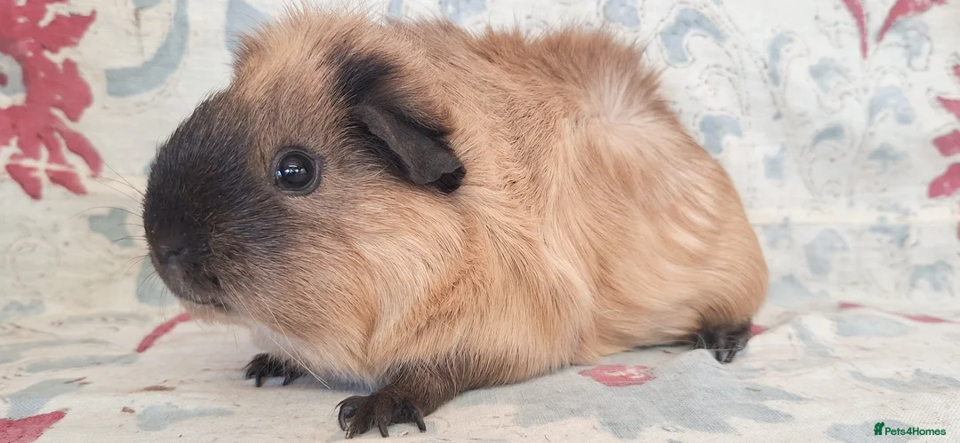 Guinea Pig rodents for sale: MEADOW SIDE CAVIES HEREFORDSHIRE  - Advert 14