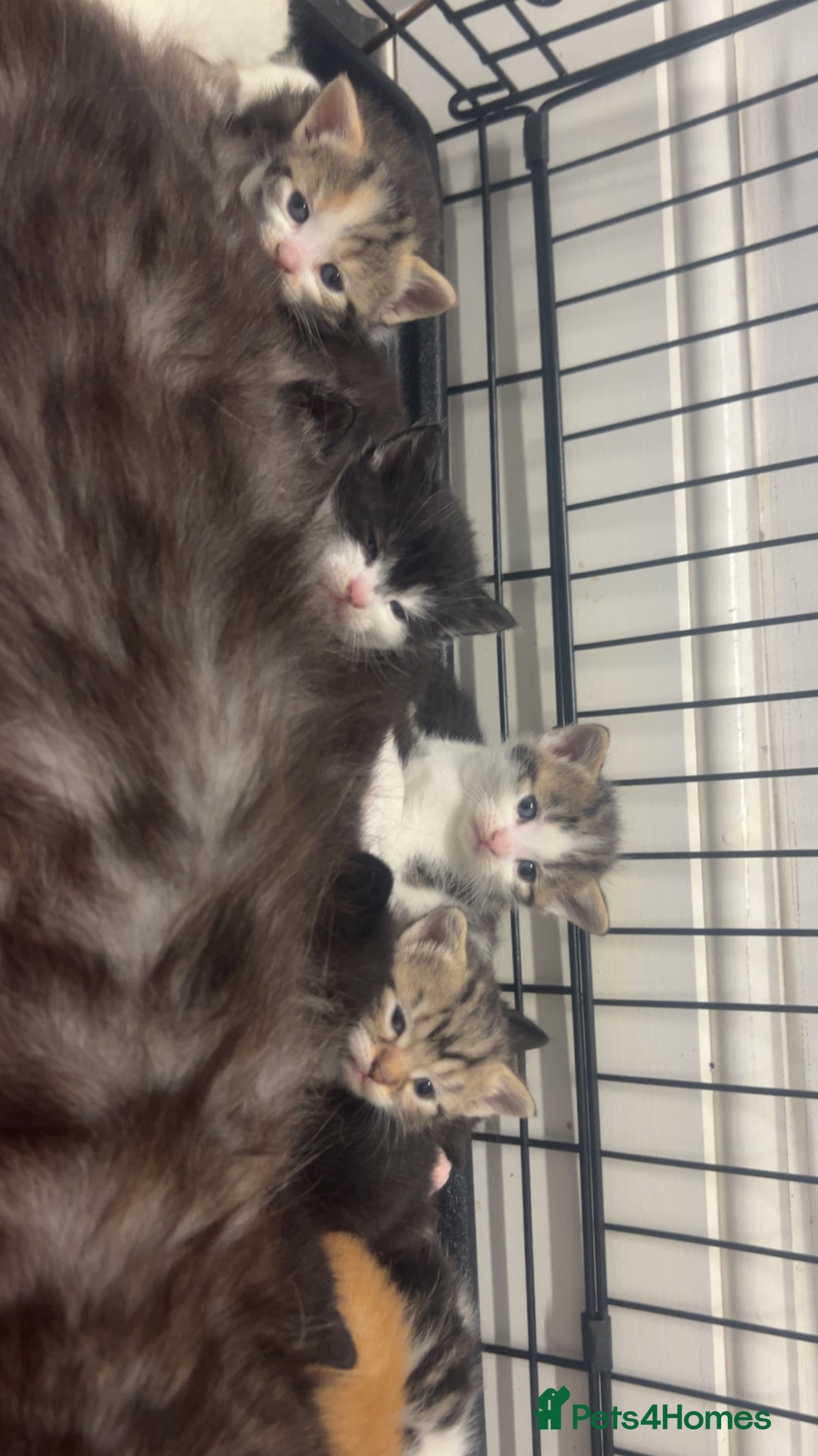 British Shorthair cats for sale: Beautiful fluffy kittens  - Advert 14