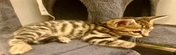 Bengal cats for sale: 1 gorgeous bengal boy kitten for sale  in London - Advert 12