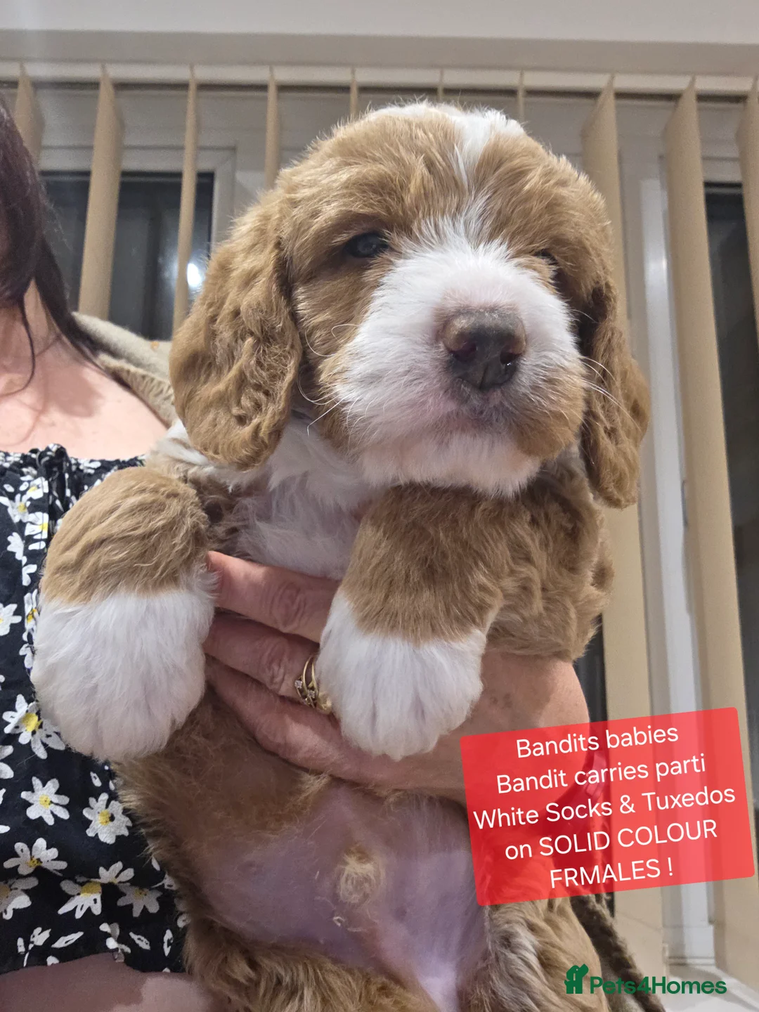 Labradoodle dogs for stud: Mr Lover Lover -"Bandit" Stunning Mini Doodle STUD in Bury Saint Edmunds - Advert 6