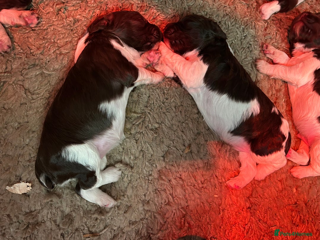 English Springer Spaniel dogs for sale: Springer spaniel puppies for sale  - Image 18