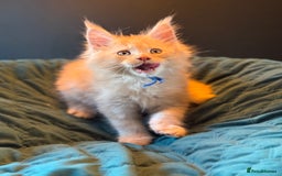 Maine Coon cats for sale: TICA Ginger, Red & Blue Tortie Maine Coon  - Image 11