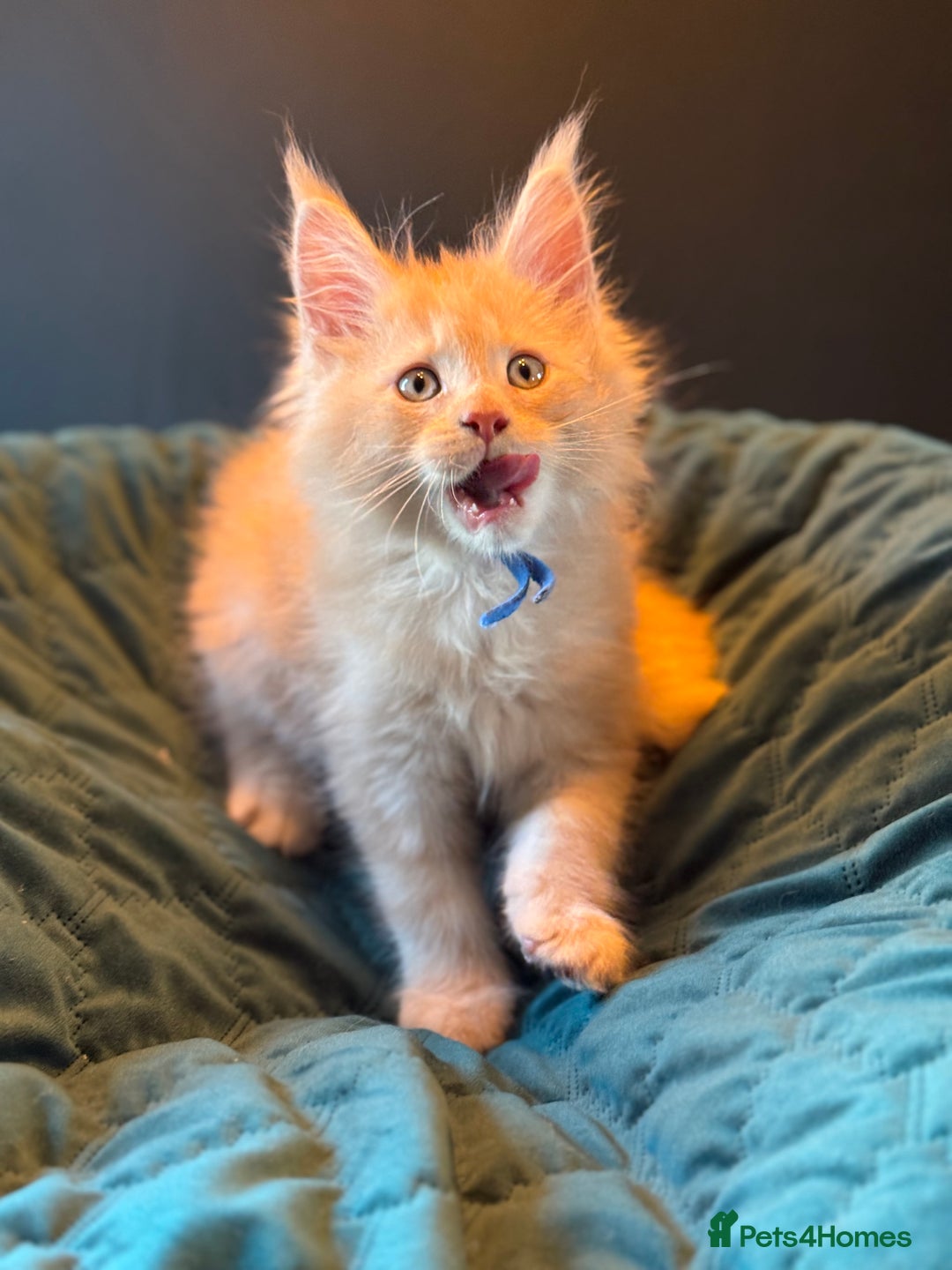 Maine Coon cats for sale: TICA Ginger, Red & Blue Tortie Maine Coon  - Image 11