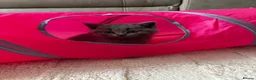 British Shorthair cats for sale: Blue BSH Kitten GCCF Ready to leave Aug - Advert 4