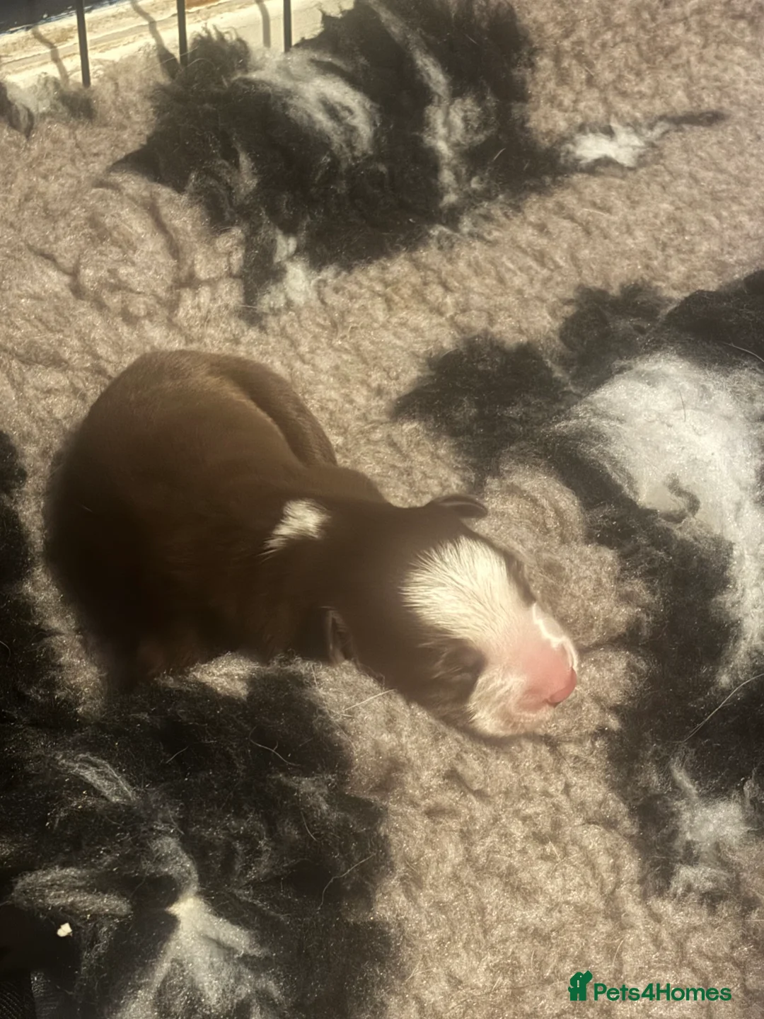 Border Collie dogs for sale: Border collie pups  - Advert 2