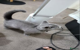 British Shorthair cats for sale: British short-hair  - Image 5