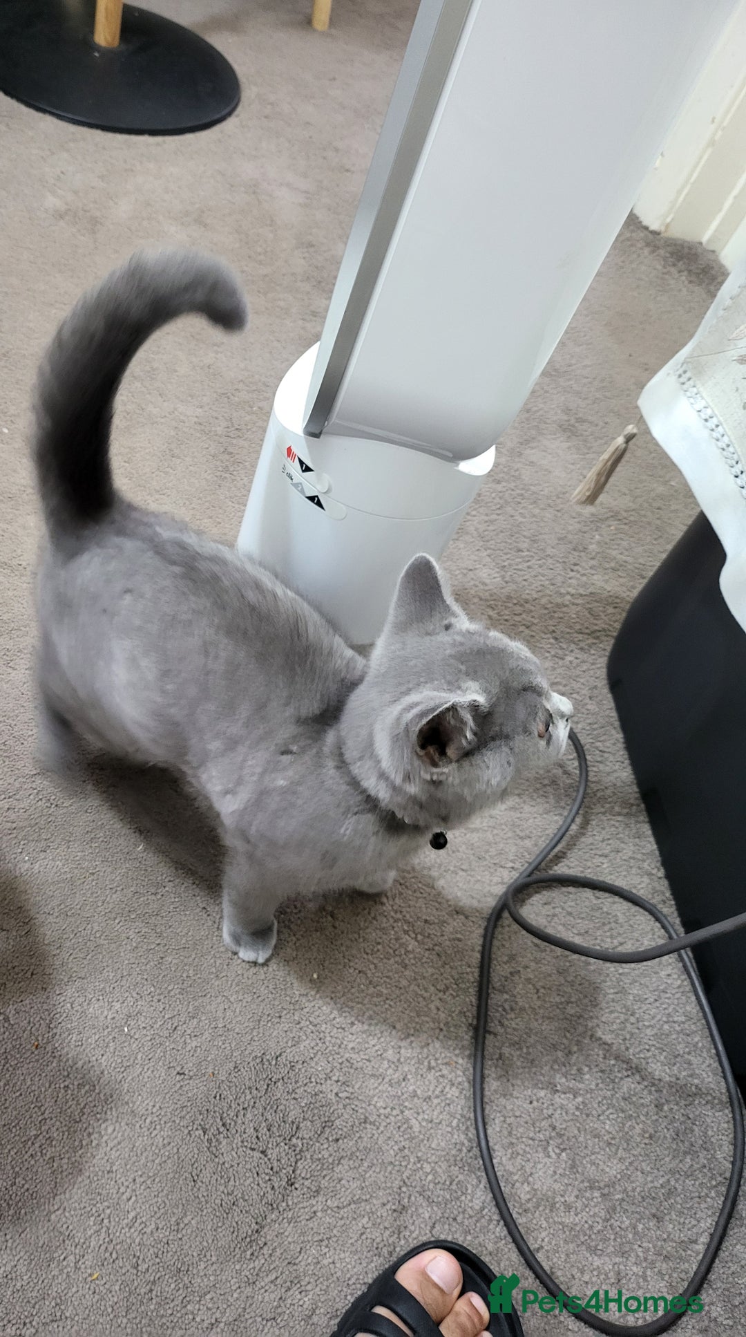 British Shorthair cats for sale: British short-hair  - Image 5