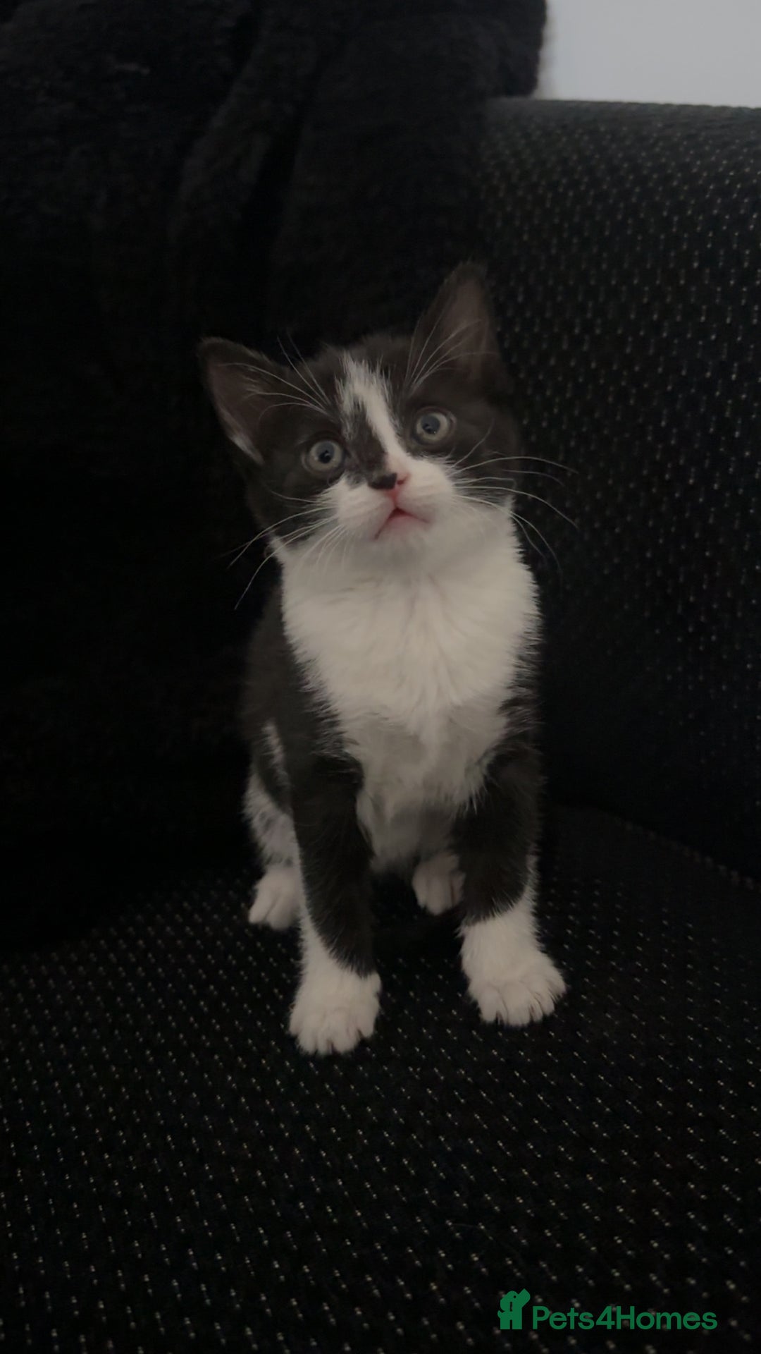 Mixed Breed cats for sale: Cute kittens  - Advert 5