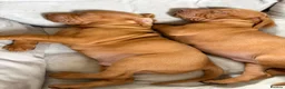 Hungarian Vizsla dogs for sale: Ready this weekend Beautiful litter.  - Advert 13