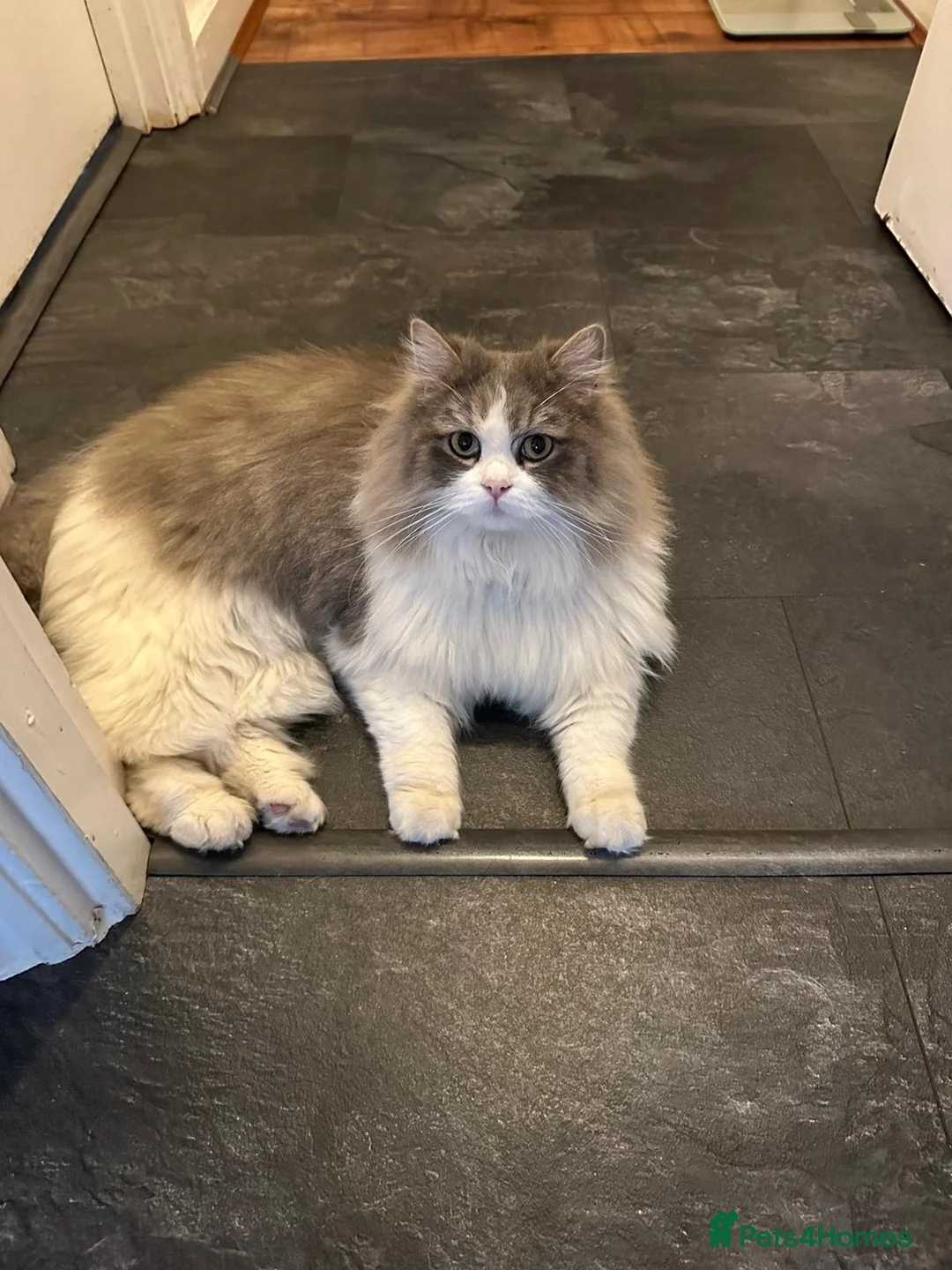 Mixed Breed cats for sale: Benji - Advert 2