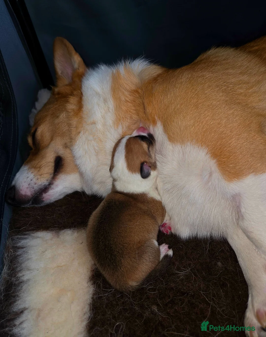 Welsh Corgi Pembroke dogs for sale: Stunning KC Registered Girl Dove Available.  - Advert 31