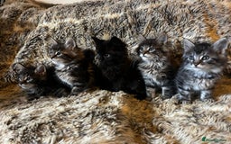 Maine Coon cats for sale: Maine coon kittens - Image 4