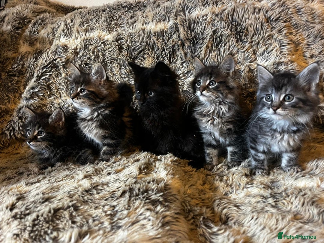 Maine Coon cats for sale: Maine coon kittens - Image 4