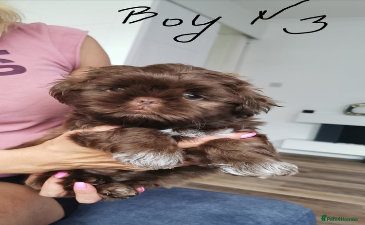 Shih Tzu dogs - Advert 1