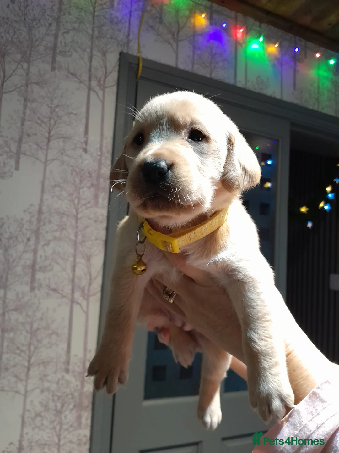 Labrador Retriever dogs for sale: 8 golden/fox red labradors  - Advert 12