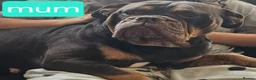 Olde English Bulldogge dogs for sale: Olde English Bulldoge litter of 8 - Advert 4