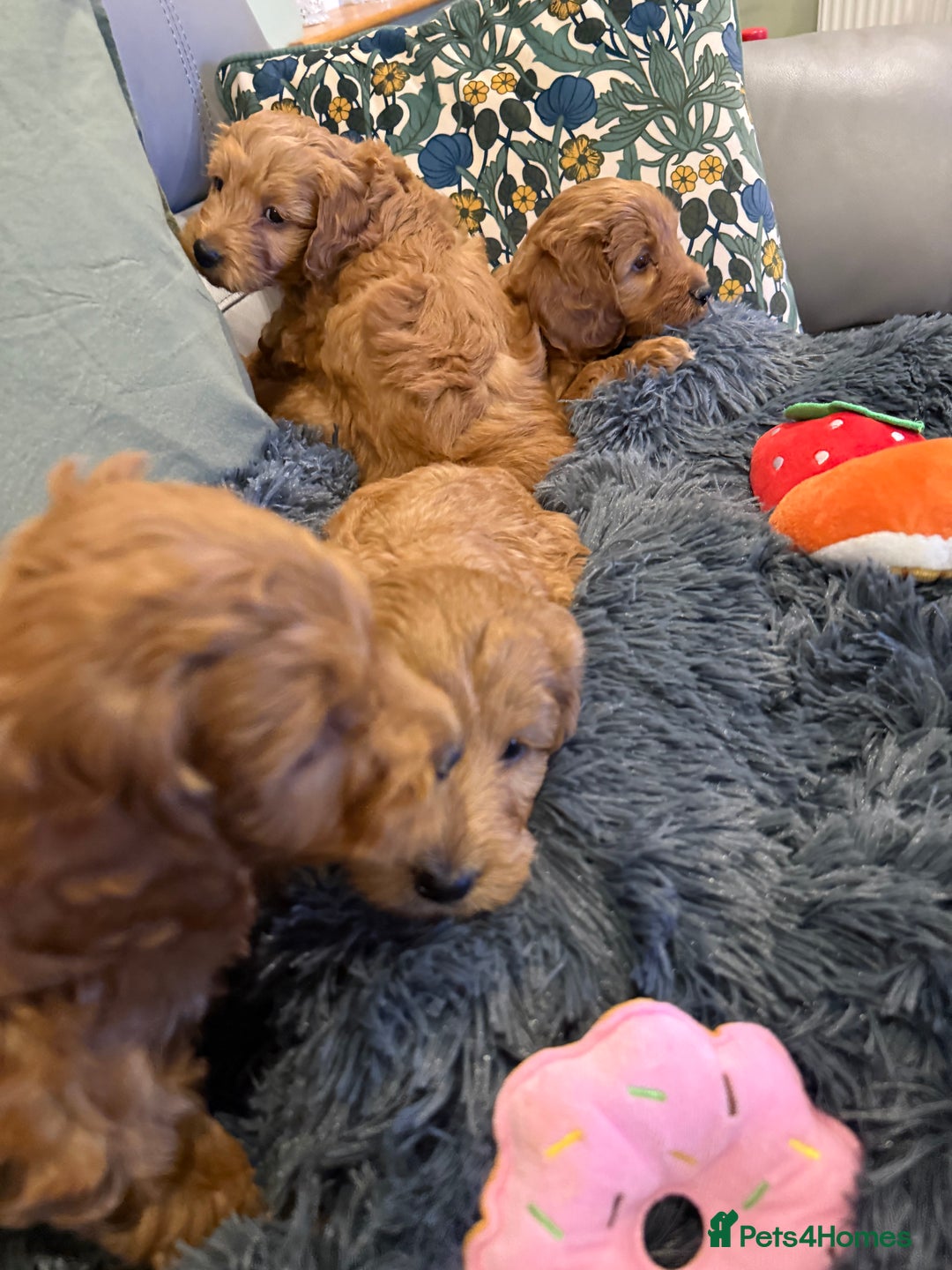 Cockapoo dogs for sale: MINI F1b COCKAPOO Puppies - Advert 10