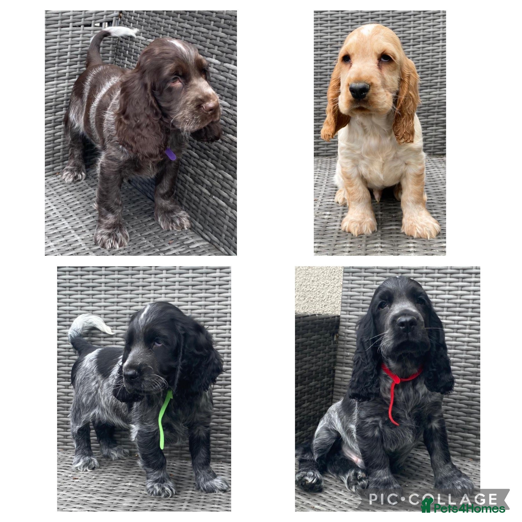 Cocker Spaniel dogs KC registered Cocker Spaniel Pups DNA tested - Advert 1