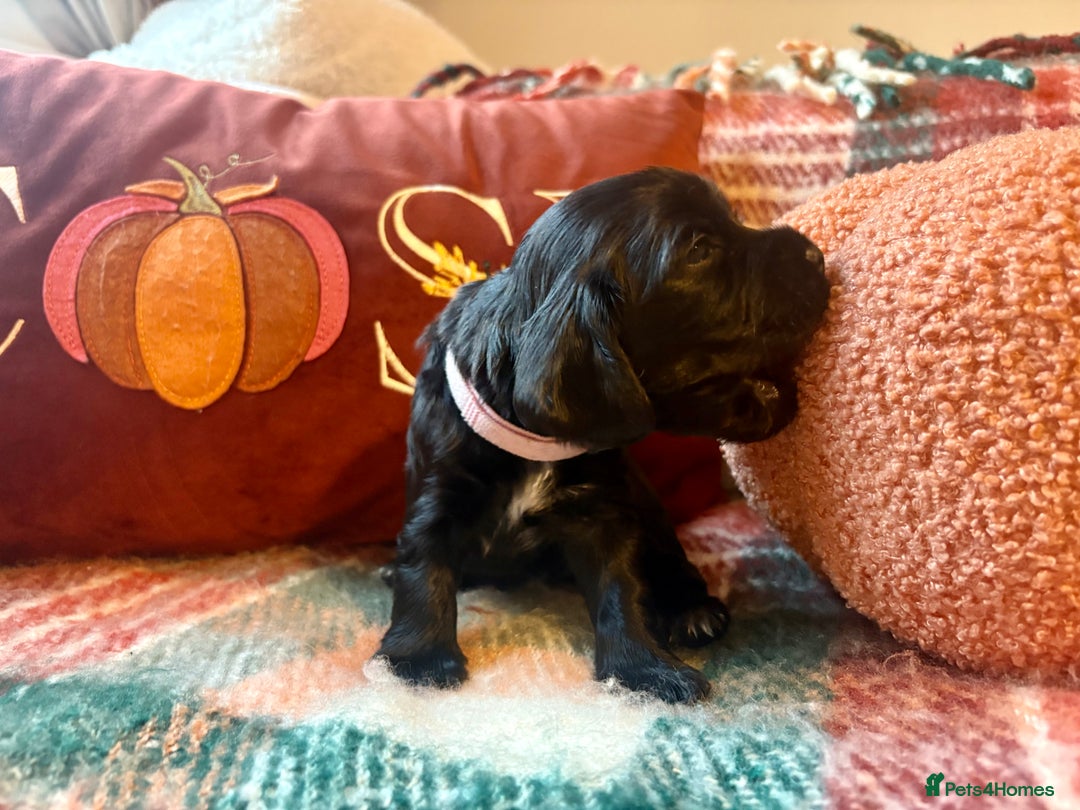 Cocker Spaniel dogs for sale: Beautiful Show Type Cocker Spaniel Puppies - Image 10