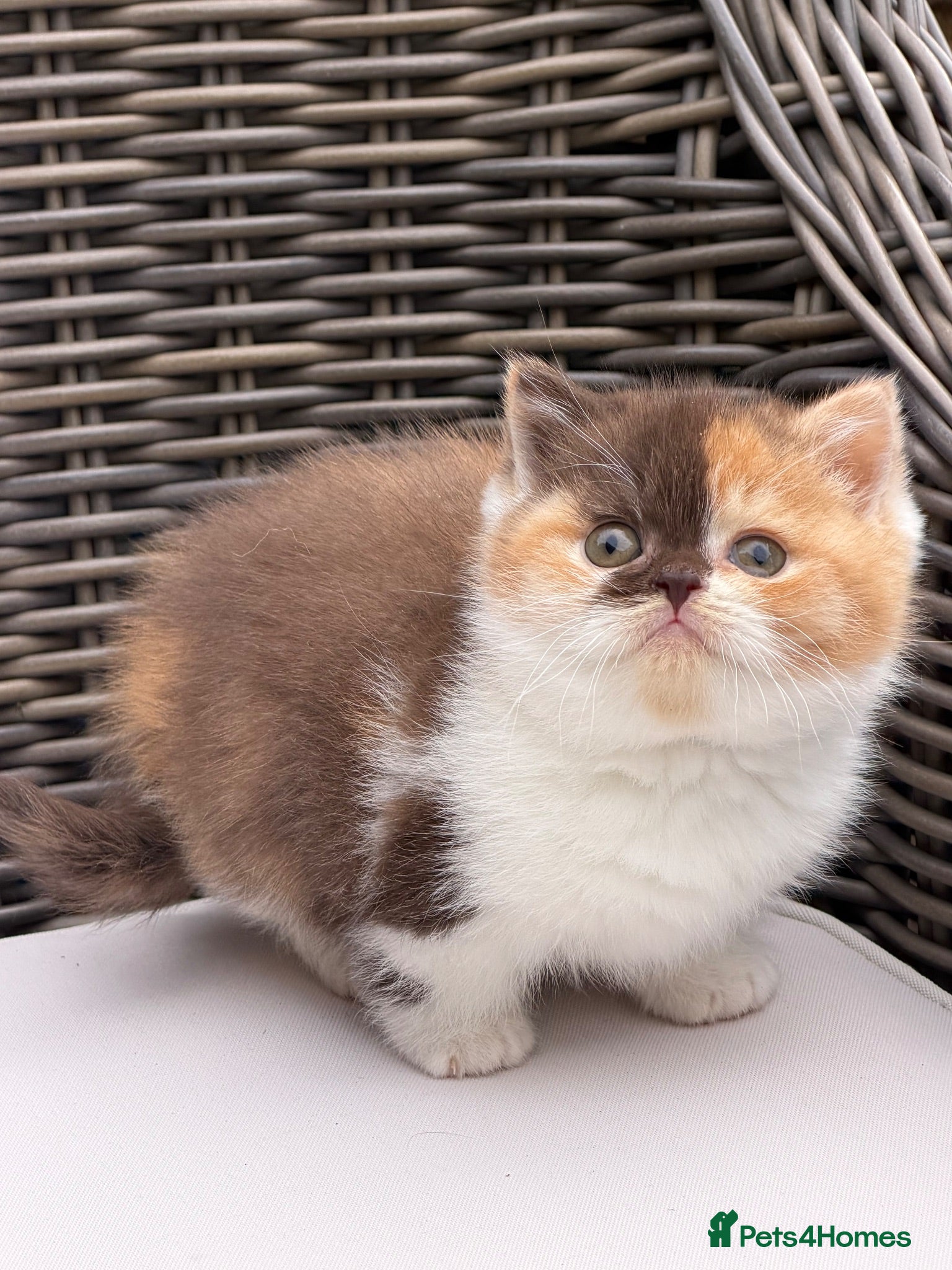 British Shorthair cats FULL PEDIGREE REGISTERED BSH - Advert 1