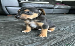 Jack Russell dogs for sale: Beautiful litter of Jack Russell pups - Image 9