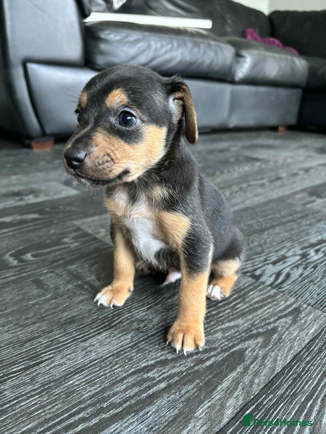 Jack Russell dogs for sale: Beautiful litter of Jack Russell pups - Image 9