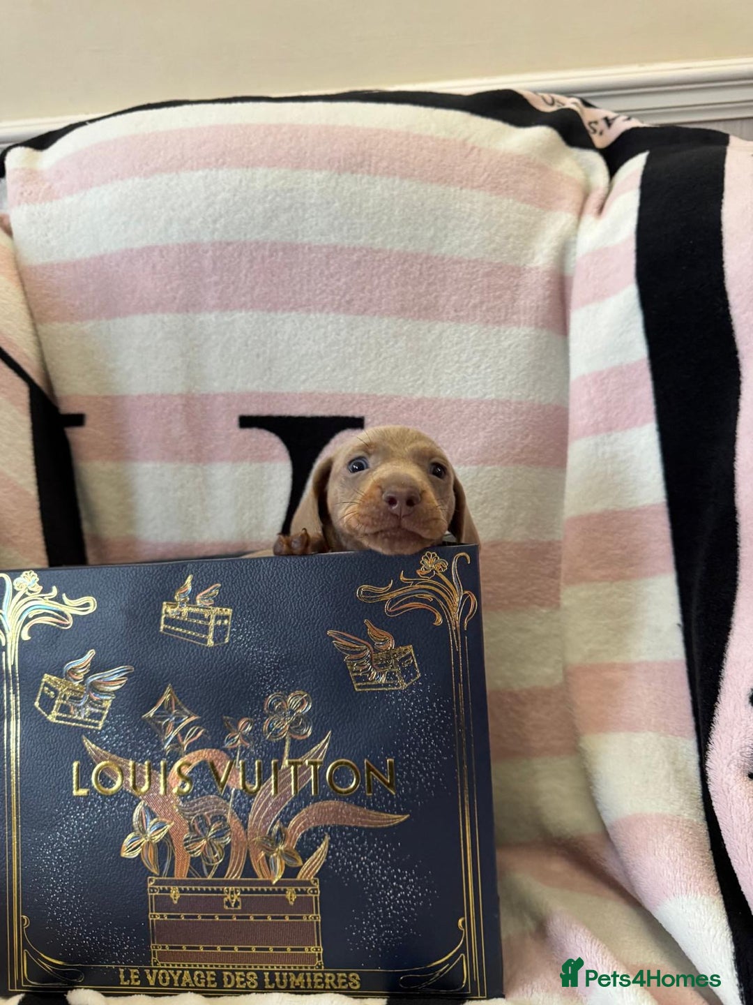 Miniature Dachshund dogs for sale: Miniature dachshund puppies - Advert 14