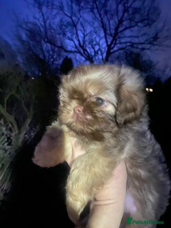 Malshi dogs - Advert 4