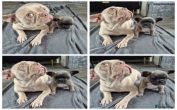 French Bulldog dogs for sale: French bulldog  puppies - Image 26