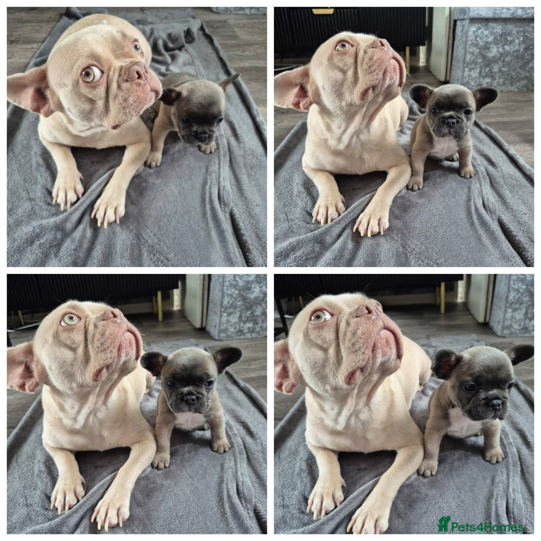 French Bulldog dogs for sale: French bulldog  puppies - Image 26