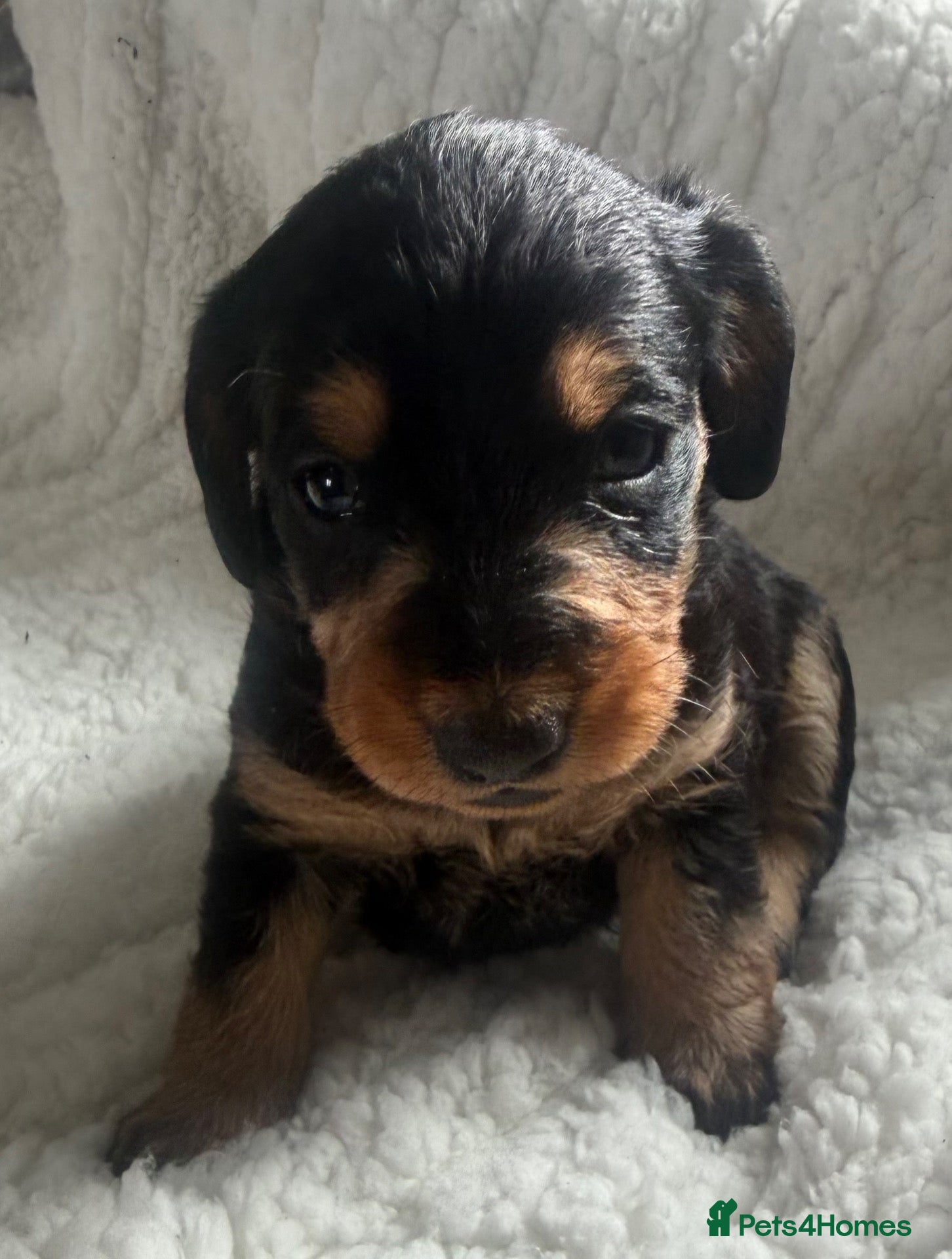 Doxiepoo dogs Miniature Doxiepoos  - Advert 2