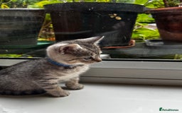 British Shorthair cats for sale: Gorgeous British Shorthair Kittens   - Image 20